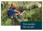 Efficient and Professional Tree Removal Services on the Mornington Peninsula