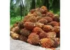 Organic or Certified Palm Oil