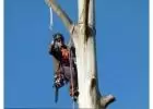 Want Best service for Tree Removal in Devon Meadows?