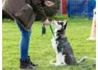 One of the Best Dog Behaviour Training in Sans Souci