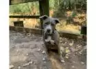 Best dog Obedience Training in Scofield Farms