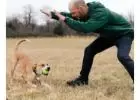 Best training for Dog Reactivity in Neelys Bend